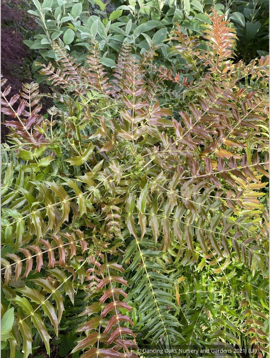 Shrubs ~ Mahonia oiwakensis subsp. lomariifolia, Lomaria-leaved Mahonia ~ Dancing Oaks Nursery and Gardens ~ Retail Nursery ~ Mail Order Nursery