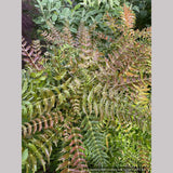 Shrubs ~ Mahonia oiwakensis subsp. lomariifolia, Lomaria-leaved Mahonia ~ Dancing Oaks Nursery and Gardens ~ Retail Nursery ~ Mail Order Nursery