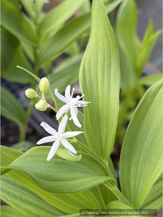 Maianthemum stellatum, Starry False Solomon's Seal