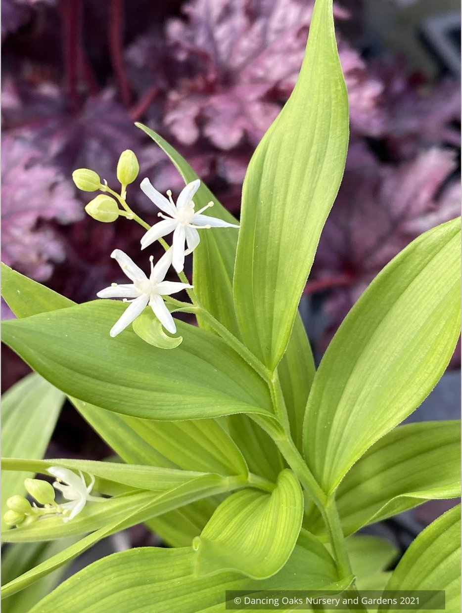 Maianthemum stellatum, Starry False Solomon's Seal