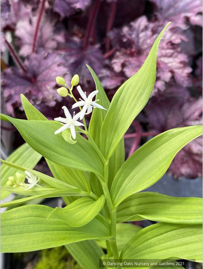 Maianthemum stellatum, Starry False Solomon's Seal