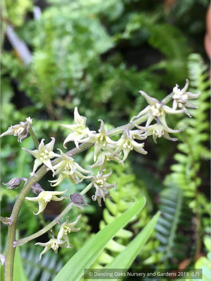 Perennials ~ Maianthemum (syn. Smilacina) henryi, False Solomon's Seal ~ Dancing Oaks Nursery and Gardens ~ Retail Nursery ~ Mail Order Nursery