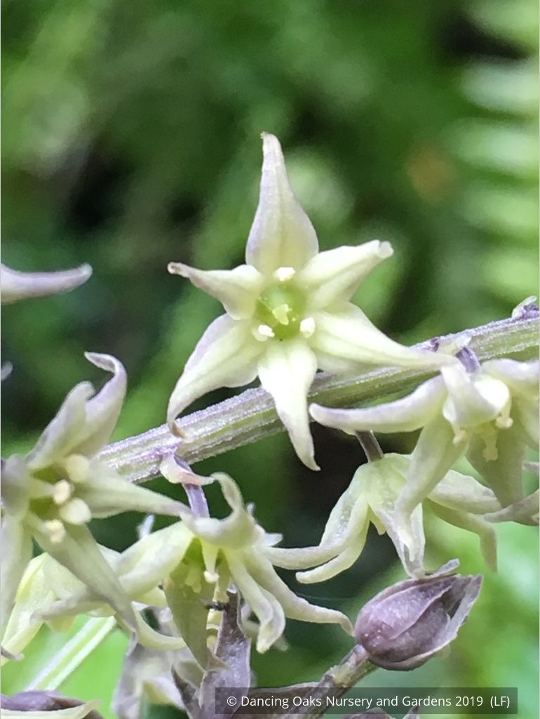 Perennials ~ Maianthemum (syn. Smilacina) henryi, False Solomon's Seal ~ Dancing Oaks Nursery and Gardens ~ Retail Nursery ~ Mail Order Nursery