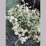 Ground Covers ~ Marrubium rotundifolium, Silver-Edged Horehound ~ Dancing Oaks Nursery and Gardens ~ Retail Nursery ~ Mail Order Nursery