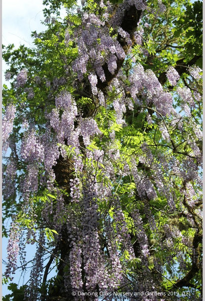 Vines ~ Wisteria floribunda 'Macrobotrys' (syn. 'Multijuga'), Long-Chain Japanese Wisteria ~ Dancing Oaks Nursery and Gardens ~ Retail Nursery ~ Mail Order Nursery