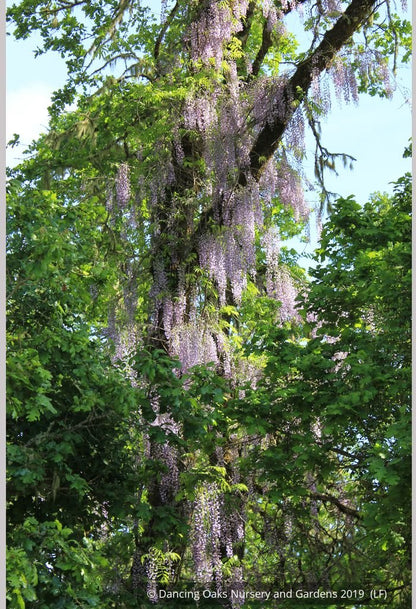 Vines ~ Wisteria floribunda 'Macrobotrys' (syn. 'Multijuga'), Long-Chain Japanese Wisteria ~ Dancing Oaks Nursery and Gardens ~ Retail Nursery ~ Mail Order Nursery