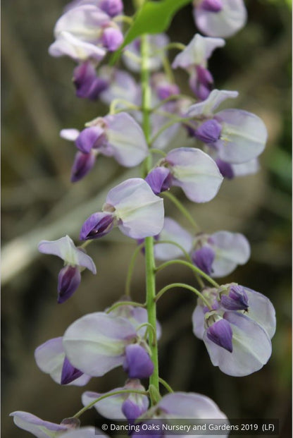 Vines ~ Wisteria floribunda 'Macrobotrys' (syn. 'Multijuga'), Long-Chain Japanese Wisteria ~ Dancing Oaks Nursery and Gardens ~ Retail Nursery ~ Mail Order Nursery