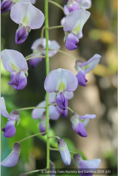 Vines ~ Wisteria floribunda 'Macrobotrys' (syn. 'Multijuga'), Long-Chain Japanese Wisteria ~ Dancing Oaks Nursery and Gardens ~ Retail Nursery ~ Mail Order Nursery
