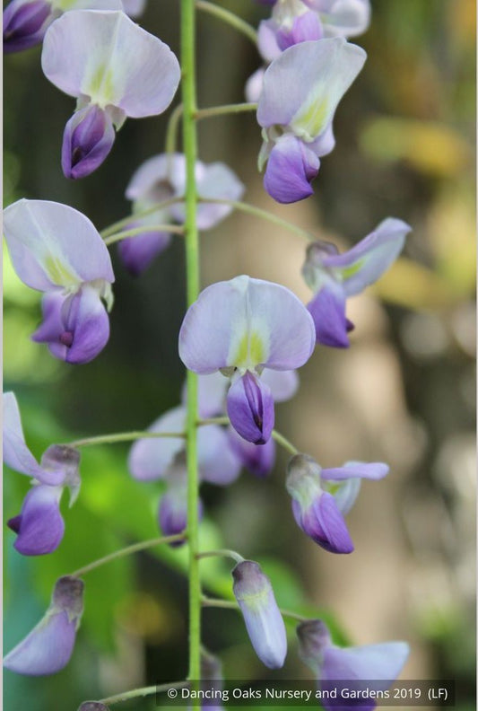 Vines ~ Wisteria floribunda 'Macrobotrys' (syn. 'Multijuga'), Long-Chain Japanese Wisteria ~ Dancing Oaks Nursery and Gardens ~ Retail Nursery ~ Mail Order Nursery