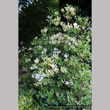Shrubs ~ Rhododendron occidentale, Native Azalea ~ Dancing Oaks Nursery and Gardens ~ Retail Nursery ~ Mail Order Nursery