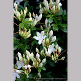Shrubs ~ Rhododendron occidentale, Native Azalea ~ Dancing Oaks Nursery and Gardens ~ Retail Nursery ~ Mail Order Nursery