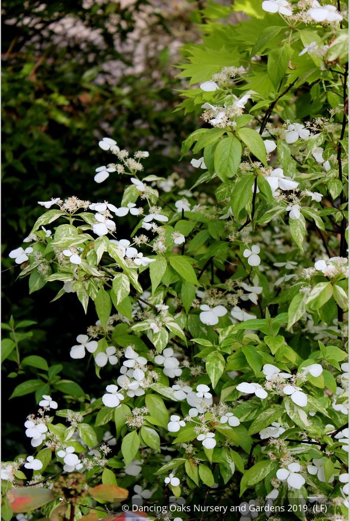 Shrubs ~ Hydrangea scandens 'Fragrant Splash', Hydrangea ~ Dancing Oaks Nursery and Gardens ~ Retail Nursery ~ Mail Order Nursery