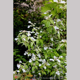 Shrubs ~ Hydrangea scandens 'Fragrant Splash', Hydrangea ~ Dancing Oaks Nursery and Gardens ~ Retail Nursery ~ Mail Order Nursery