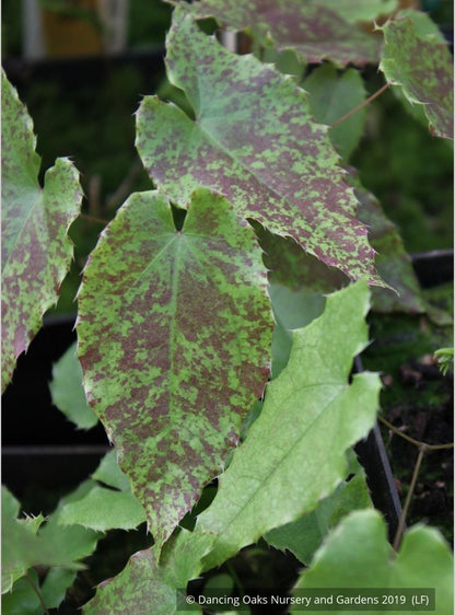 Perennials ~ Epimedium 'Amber Queen' PPAF, Barrenwort or Fairy Wings ~ Dancing Oaks Nursery and Gardens ~ Retail Nursery ~ Mail Order Nursery