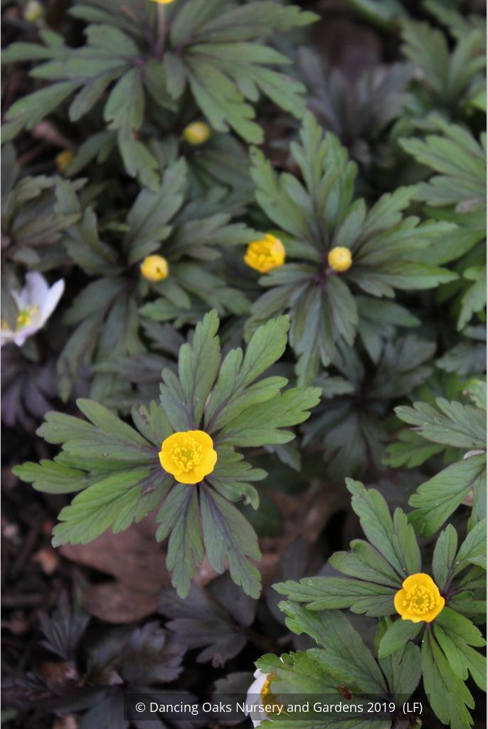 Perennials ~ Anemone ranunculoides ssp ranunculoides, Wood Anemone or Windflower ~ Dancing Oaks Nursery and Gardens ~ Retail Nursery ~ Mail Order Nursery