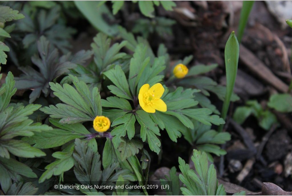 Perennials ~ Anemone ranunculoides ssp ranunculoides, Wood Anemone or Windflower ~ Dancing Oaks Nursery and Gardens ~ Retail Nursery ~ Mail Order Nursery