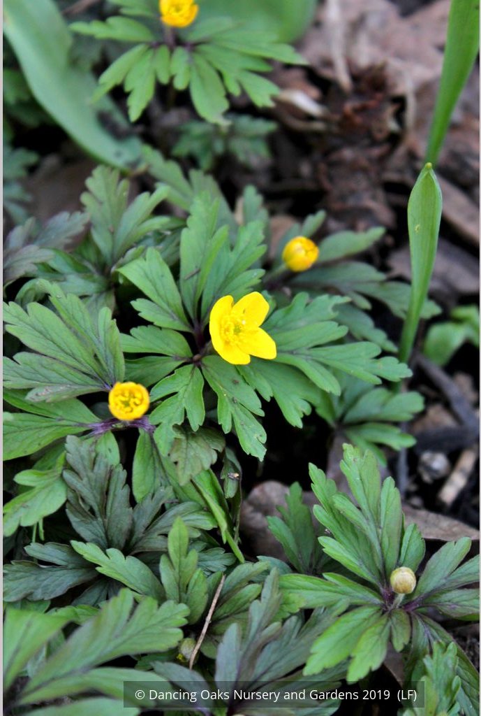 Perennials ~ Anemone ranunculoides ssp ranunculoides, Wood Anemone or Windflower ~ Dancing Oaks Nursery and Gardens ~ Retail Nursery ~ Mail Order Nursery