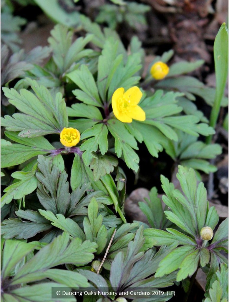 Perennials ~ Anemone ranunculoides ssp ranunculoides, Wood Anemone or Windflower ~ Dancing Oaks Nursery and Gardens ~ Retail Nursery ~ Mail Order Nursery