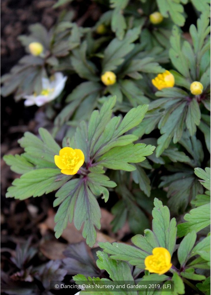Perennials ~ Anemone ranunculoides ssp ranunculoides, Wood Anemone or Windflower ~ Dancing Oaks Nursery and Gardens ~ Retail Nursery ~ Mail Order Nursery