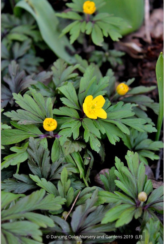Perennials ~ Anemone ranunculoides ssp ranunculoides, Wood Anemone or Windflower ~ Dancing Oaks Nursery and Gardens ~ Retail Nursery ~ Mail Order Nursery