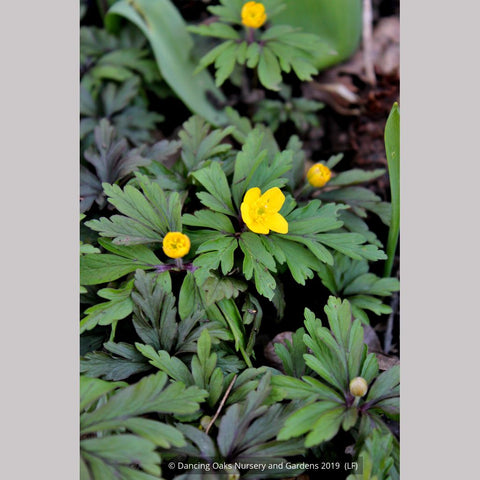 Perennials ~ Anemone ranunculoides ssp ranunculoides, Wood Anemone or Windflower ~ Dancing Oaks Nursery and Gardens ~ Retail Nursery ~ Mail Order Nursery