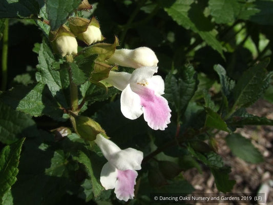 Perennials ~ Melittis melissophyllum, Bastard Balm ~ Dancing Oaks Nursery and Gardens ~ Retail Nursery ~ Mail Order Nursery