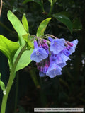 Perennials ~ Mertensia virginica, Virginia Blue Bells ~ Dancing Oaks Nursery and Gardens ~ Retail Nursery ~ Mail Order Nursery