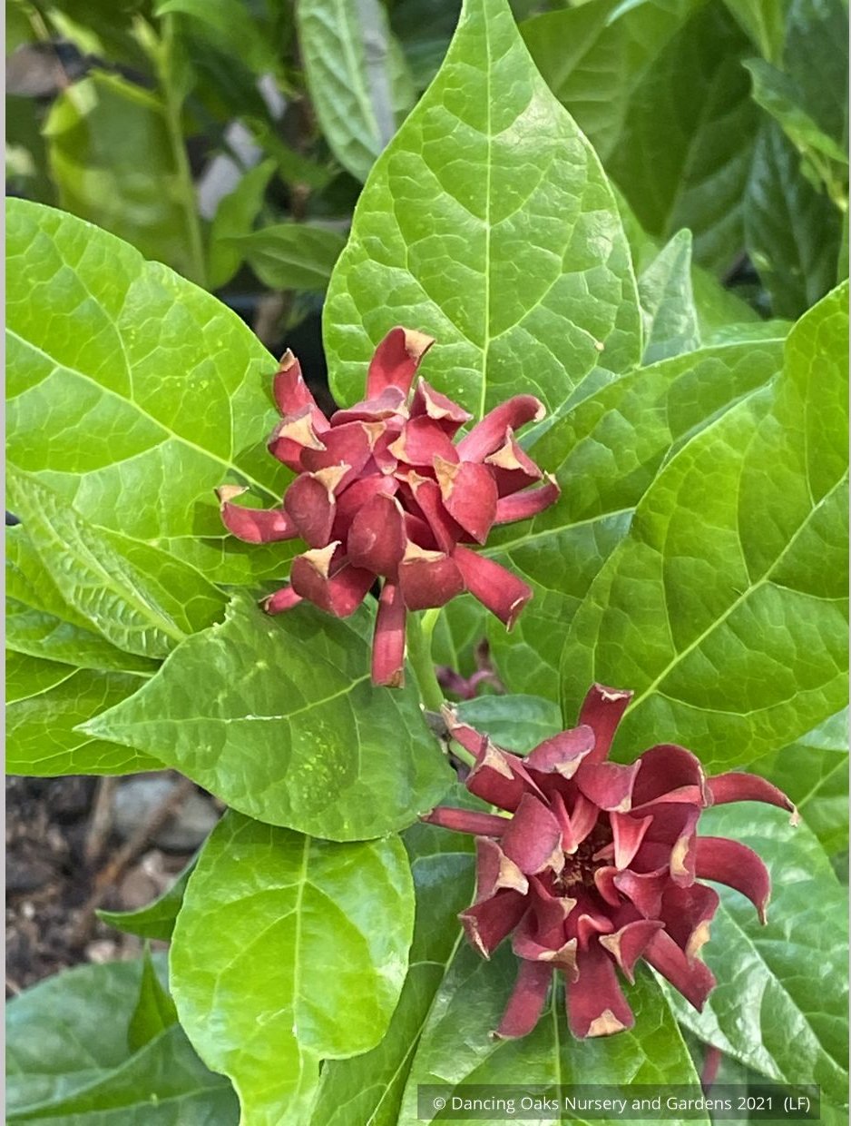 Shrubs ~ Calycanthus floridus 'Michael Lindsey', Carolina Allspice / Sweetshrub ~ Dancing Oaks Nursery and Gardens ~ Retail Nursery ~ Mail Order Nursery
