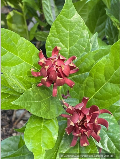 Shrubs ~ Calycanthus floridus 'Michael Lindsey', Carolina Allspice / Sweetshrub ~ Dancing Oaks Nursery and Gardens ~ Retail Nursery ~ Mail Order Nursery
