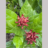 Shrubs ~ Calycanthus floridus 'Michael Lindsey', Carolina Allspice / Sweetshrub ~ Dancing Oaks Nursery and Gardens ~ Retail Nursery ~ Mail Order Nursery