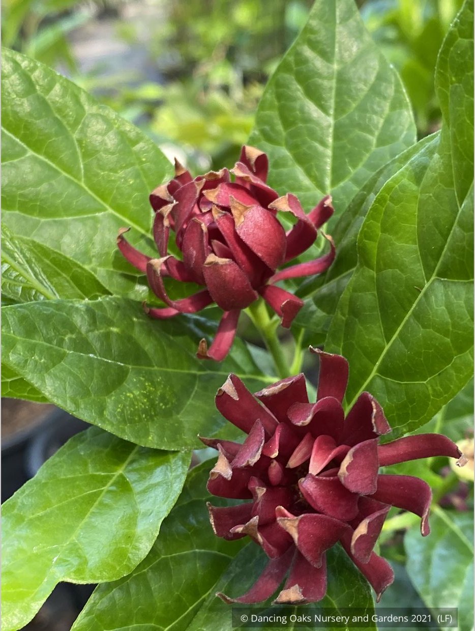 Shrubs ~ Calycanthus floridus 'Michael Lindsey', Carolina Allspice / Sweetshrub ~ Dancing Oaks Nursery and Gardens ~ Retail Nursery ~ Mail Order Nursery