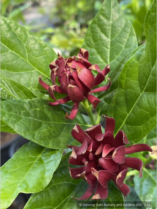 Shrubs ~ Calycanthus floridus 'Michael Lindsey', Carolina Allspice / Sweetshrub ~ Dancing Oaks Nursery and Gardens ~ Retail Nursery ~ Mail Order Nursery