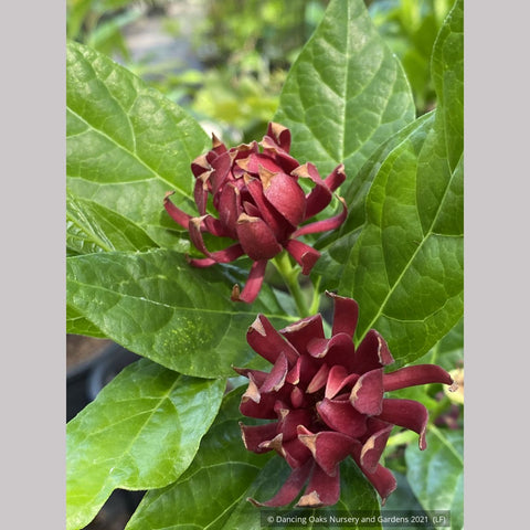 Shrubs ~ Calycanthus floridus 'Michael Lindsey', Carolina Allspice / Sweetshrub ~ Dancing Oaks Nursery and Gardens ~ Retail Nursery ~ Mail Order Nursery