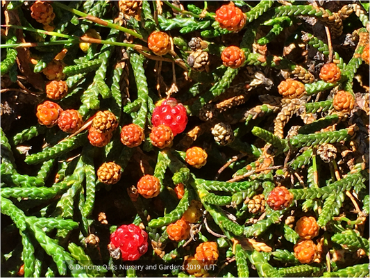 Shrubs ~ Microcachrys tetragona, Creeping Strawberry Pine ~ Dancing Oaks Nursery and Gardens ~ Retail Nursery ~ Mail Order Nursery