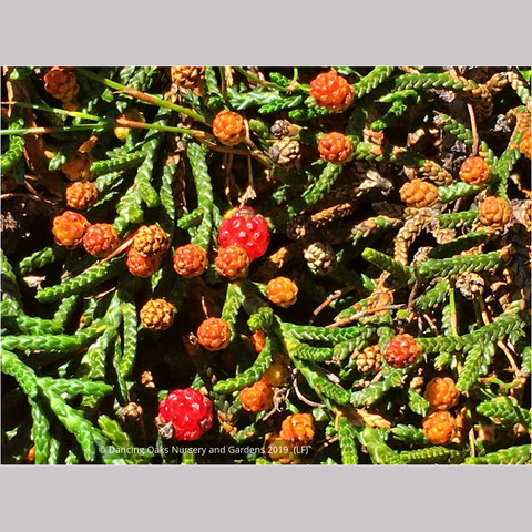 Shrubs ~ Microcachrys tetragona, Creeping Strawberry Pine ~ Dancing Oaks Nursery and Gardens ~ Retail Nursery ~ Mail Order Nursery