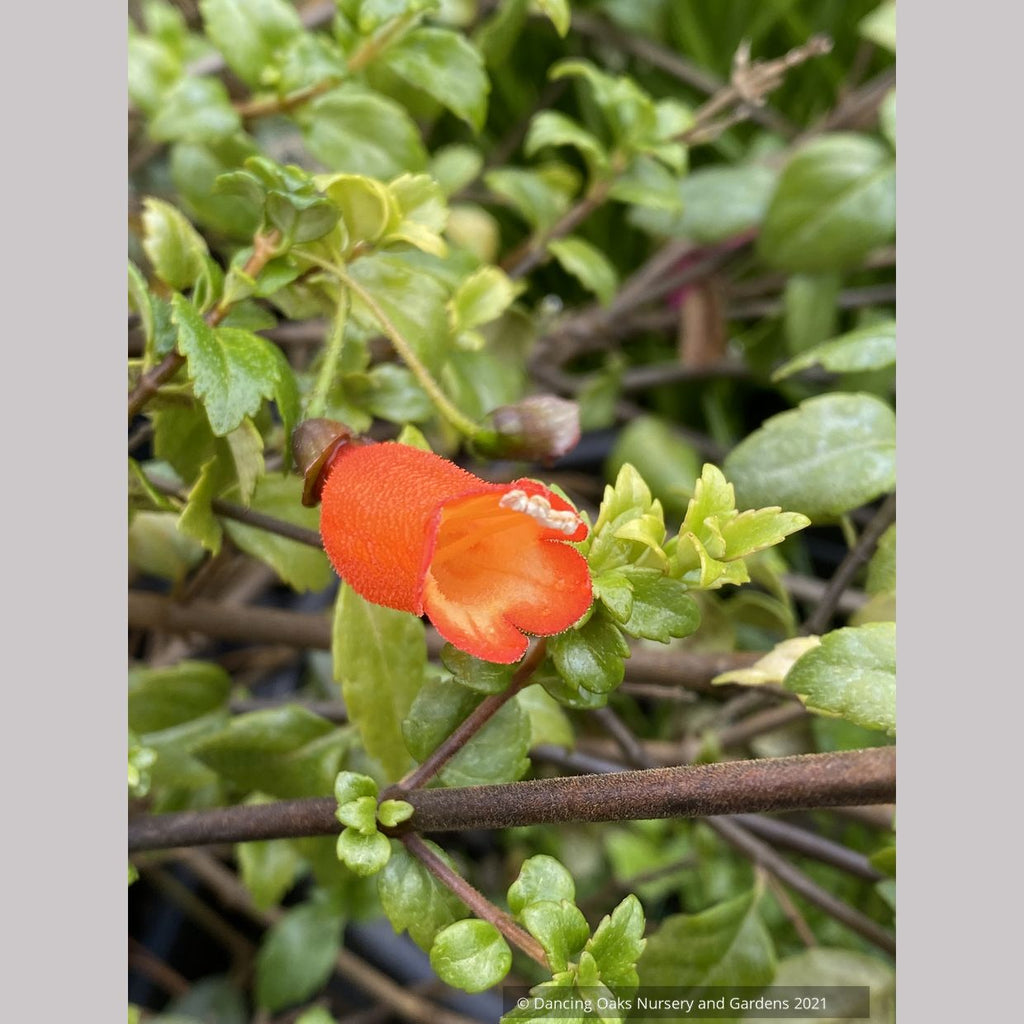 Mitraria coccinea, Chilean Mitre Flower Dancing Oaks Nursery and Gardens