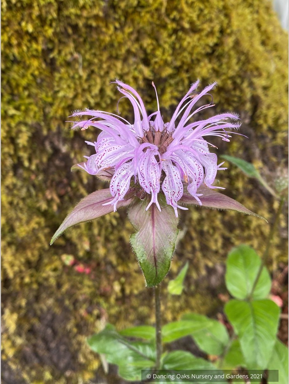 Perennials ~ Monarda bradburiana, Bee Balm ~ Dancing Oaks Nursery and Gardens ~ Retail Nursery ~ Mail Order Nursery