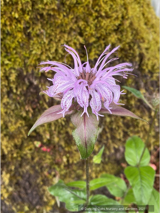 Perennials ~ Monarda bradburiana, Bee Balm ~ Dancing Oaks Nursery and Gardens ~ Retail Nursery ~ Mail Order Nursery