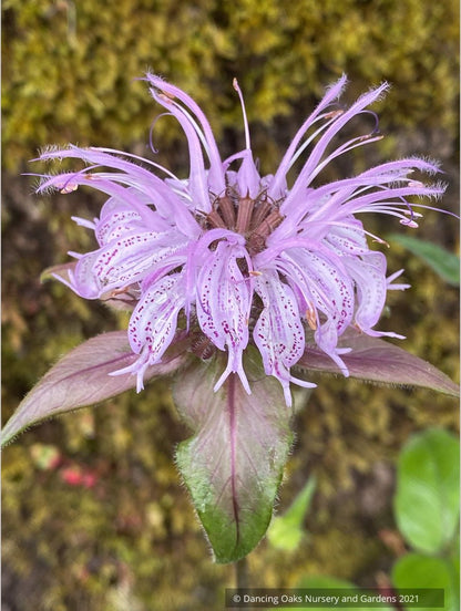 Perennials ~ Monarda bradburiana, Bee Balm ~ Dancing Oaks Nursery and Gardens ~ Retail Nursery ~ Mail Order Nursery