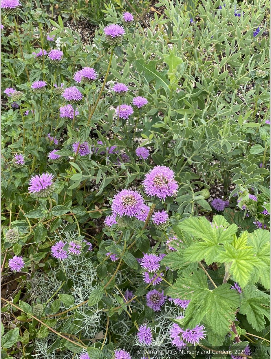 Monardella villosa ssp. franciscana 'Russian River', Coyote Mint