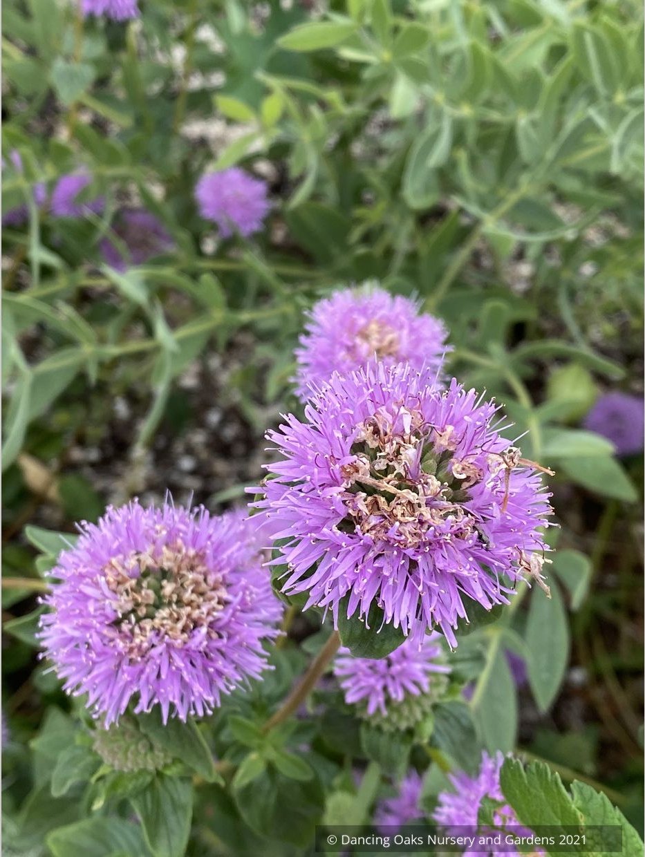Monardella villosa ssp. franciscana 'Russian River', Coyote Mint