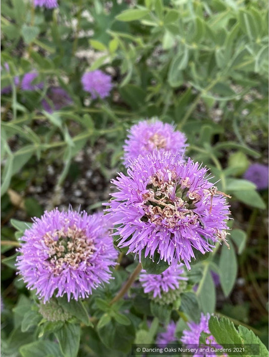 Monardella villosa ssp. franciscana 'Russian River', Coyote Mint