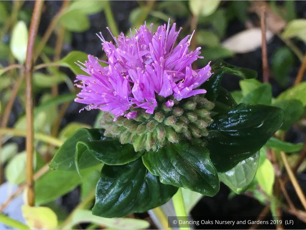 Perennials ~ Monardella villosa 'Russian River', Coyote Mint ~ Dancing Oaks Nursery and Gardens ~ Retail Nursery ~ Mail Order Nursery