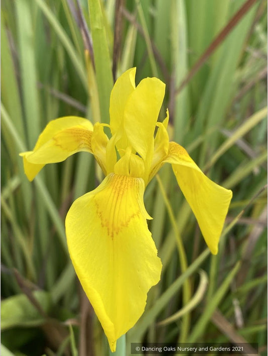 Moraea huttonii, Butterfly Iris