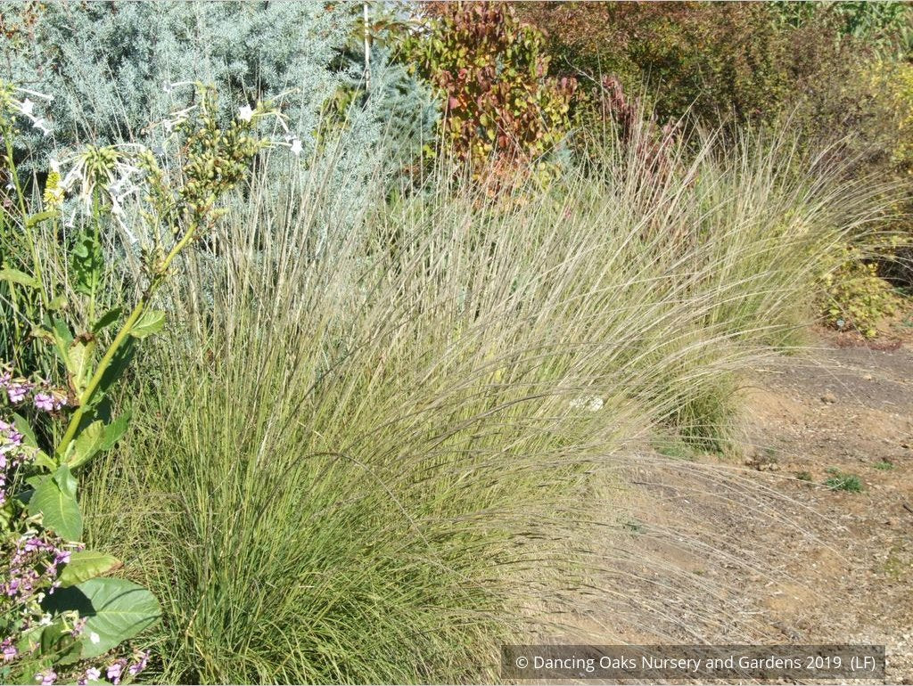 Grasses ~ Muhlenbergia rigens, Deer Grass ~ Dancing Oaks Nursery and Gardens ~ Retail Nursery ~ Mail Order Nursery