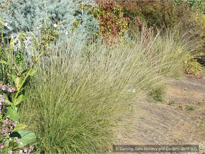 Grasses ~ Muhlenbergia rigens, Deer Grass ~ Dancing Oaks Nursery and Gardens ~ Retail Nursery ~ Mail Order Nursery