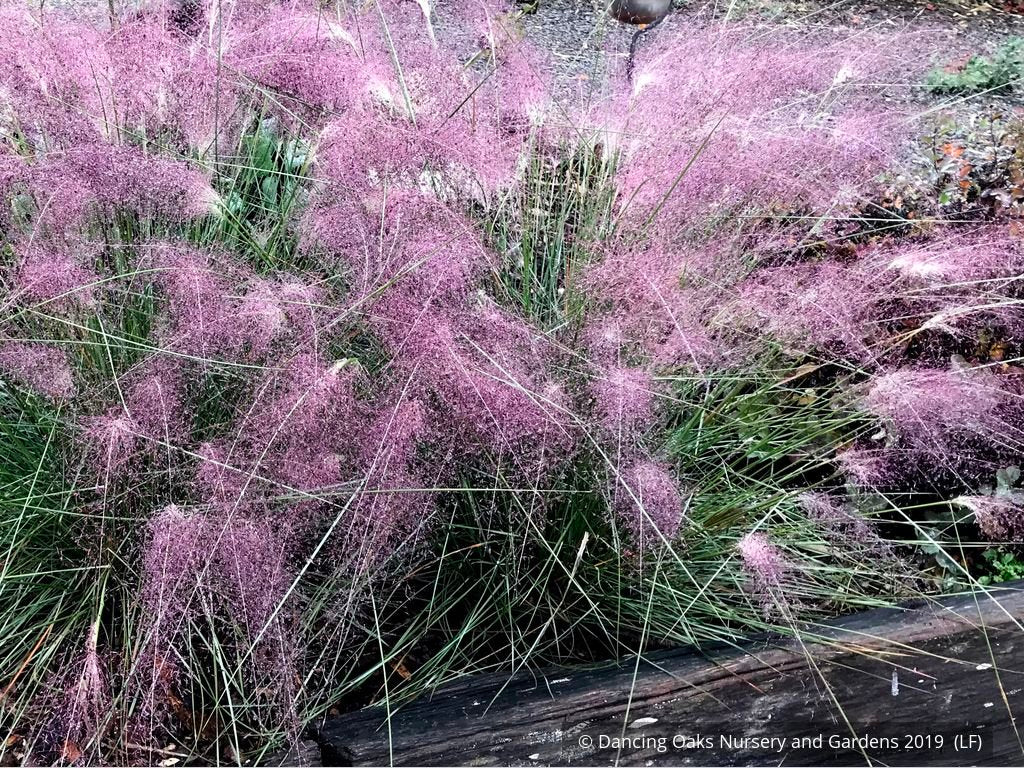 Grasses ~ Muhlenbergia 'Fast Forward', Pink Muhly Grass ~ Dancing Oaks Nursery and Gardens ~ Retail Nursery ~ Mail Order Nursery