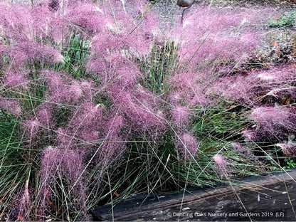 Grasses ~ Muhlenbergia 'Fast Forward', Pink Muhly Grass ~ Dancing Oaks Nursery and Gardens ~ Retail Nursery ~ Mail Order Nursery