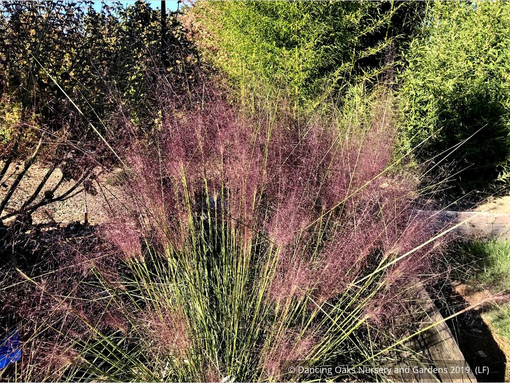 Grasses ~ Muhlenbergia 'Fast Forward', Pink Muhly Grass ~ Dancing Oaks Nursery and Gardens ~ Retail Nursery ~ Mail Order Nursery