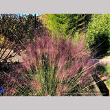 Grasses ~ Muhlenbergia 'Fast Forward', Pink Muhly Grass ~ Dancing Oaks Nursery and Gardens ~ Retail Nursery ~ Mail Order Nursery